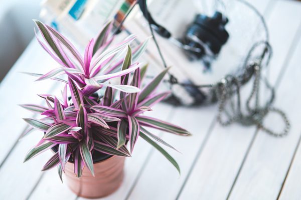 Plantas para Interiores Lenguaje Estético