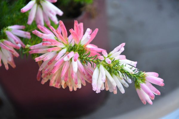 Plantas para Interiores Lenguaje Estético