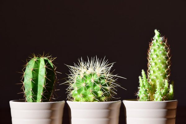 Plantas para Interiores Lenguaje Estético