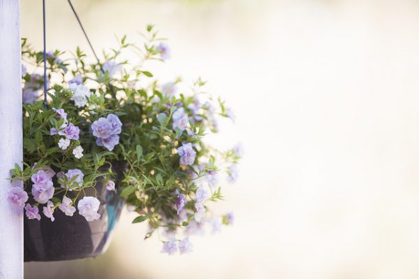 Plantas para Interiores Lenguaje Estético