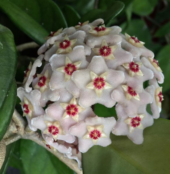 Plantas para Interiores Lenguaje Estético